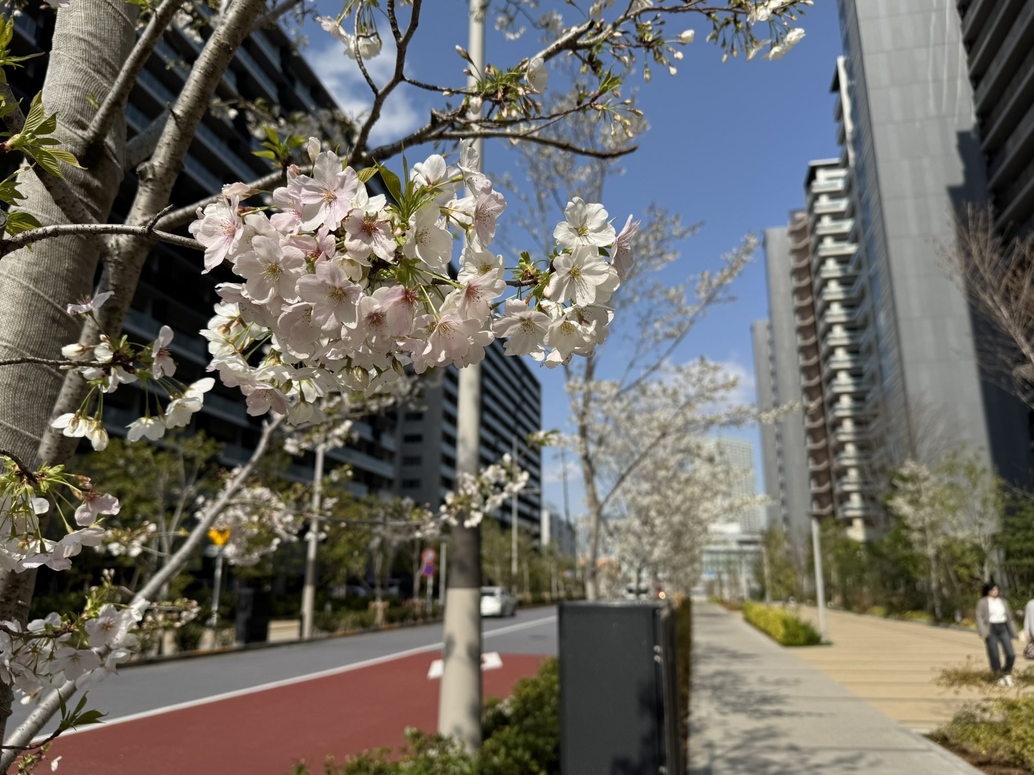 晴海フラッグ PARK VILLAGEとSEA VILLAGEの間に咲く桜①（はるみライフ＋）