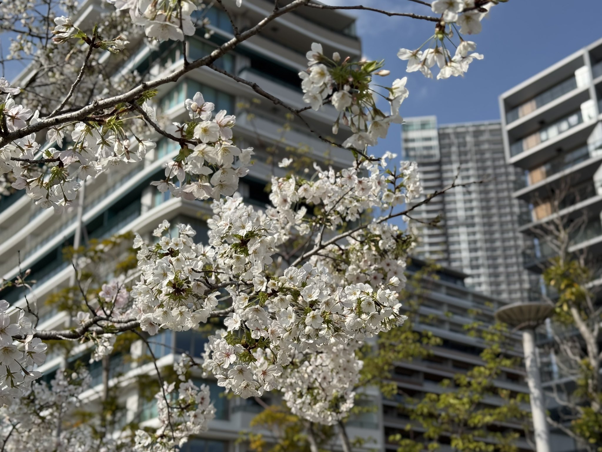 晴海フラッグ PARK VILLAGEとSEA VILLAGEの間に咲く桜➁（はるみライフ＋）