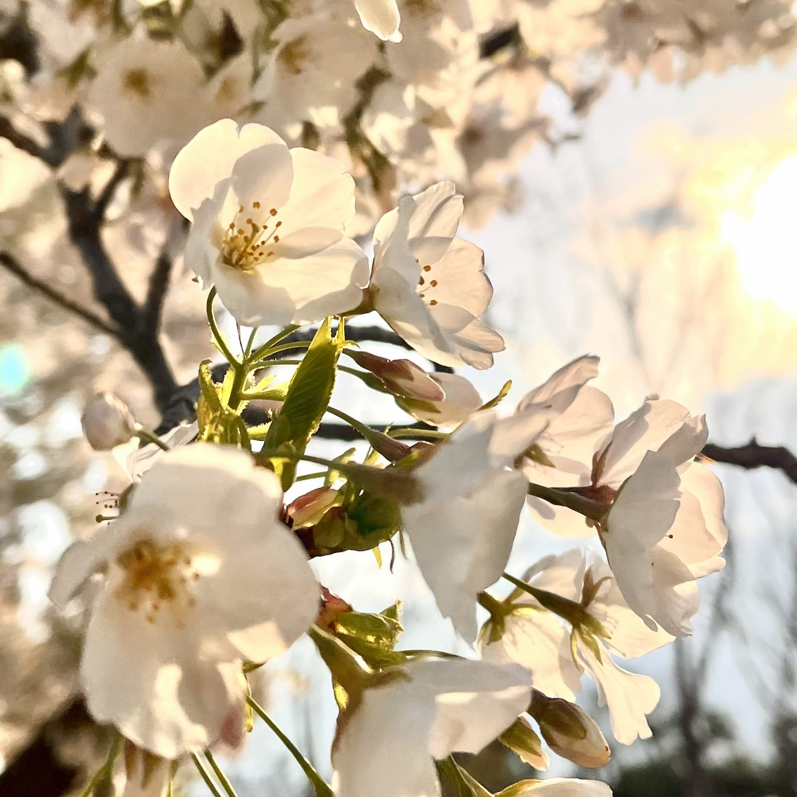 晴海フラッグ 晴海ふ頭公園の桜（はるみライフ＋）