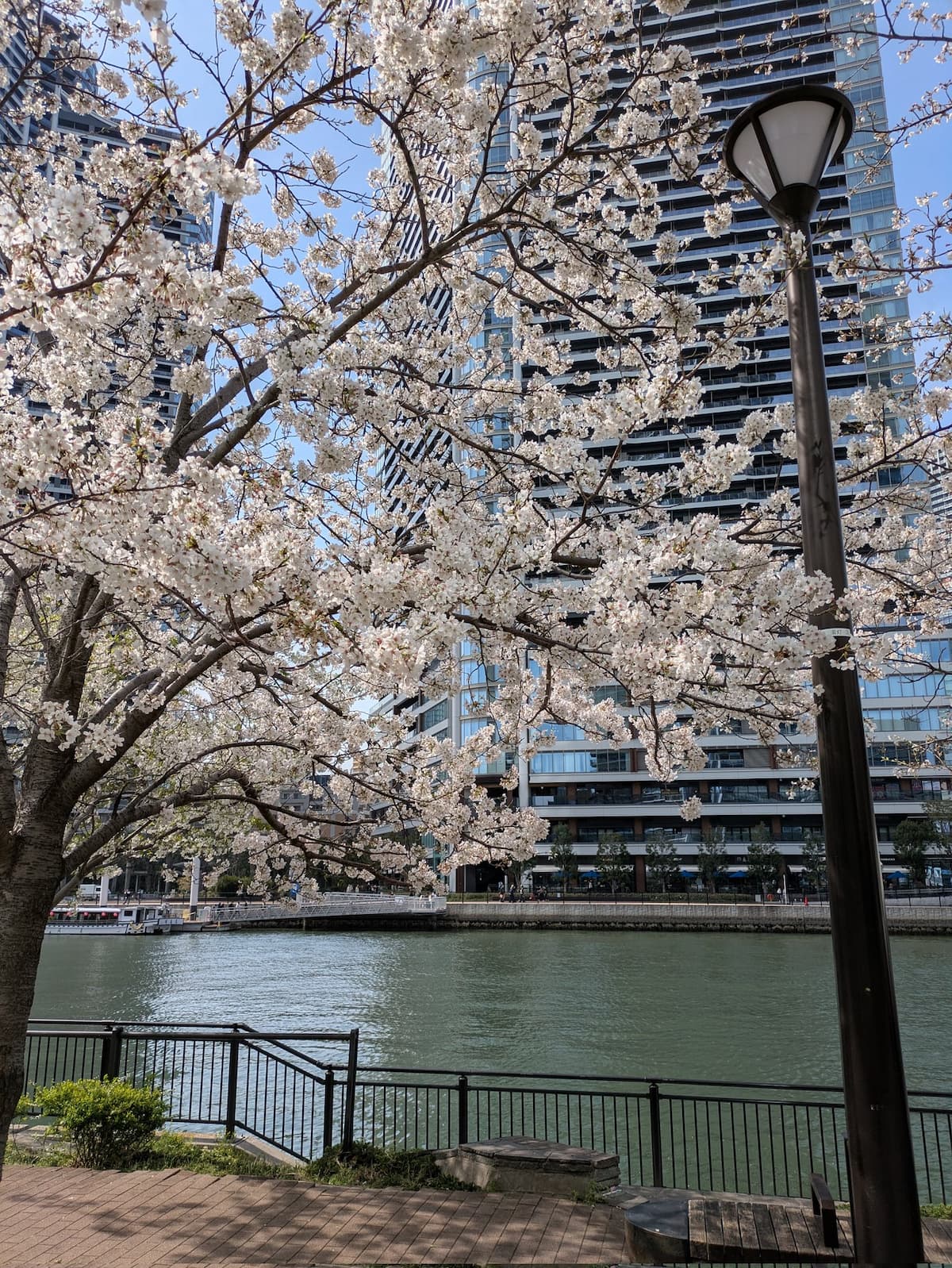 晴海フラッグ 朝潮運河親水公園の桜（はるみライフ＋）